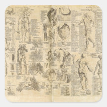 Anatomical Chart from Cyclopaedia 1728 Square Sticker