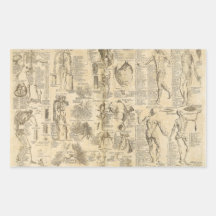 Anatomical Chart from Cyclopaedia 1728 Rectangular Stickers