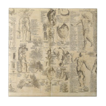 Anatomical Chart from Cyclopaedia 1728 Ceramic Tiles
