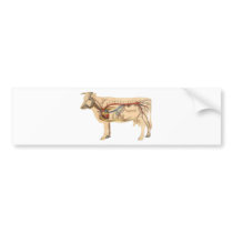 Anatomical Cute Cow Bumper Sticker