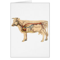 Anatomical Cute Cow Greeting Cards