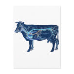 Anatomical Cute Cow Postcards
