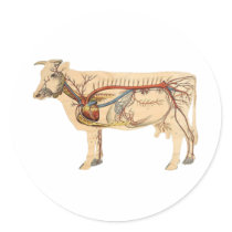 Anatomical Cute Cow Round Stickers