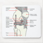 Anatomical Diagram of a Human Right Knee Joint Mousepads