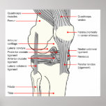 Anatomical Diagram of a Human Right Knee Joint Posters