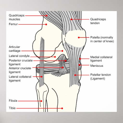 Anatomical Diagram of a Human Right Knee Joint Posters