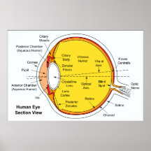 Anatomical Diagram of the Human Eye Ball Posters