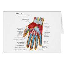 Anatomical Diagram of the Human Hand and Wrist Cards