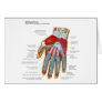 Anatomical Diagram of the Human Hand and Wrist Cards