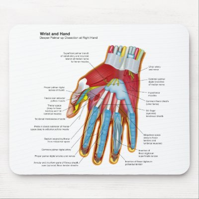 Anatomical Diagram of the Human Hand and Wrist Mousepad by chartsanddiagrams