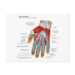 Anatomical Diagram of the Human Hand and Wrist Post Cards