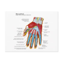 Anatomical Diagram of the Human Hand and Wrist Post Cards