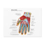 Anatomical Diagram of the Human Hand and Wrist Post Cards