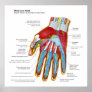 Anatomical Diagram of the Human Hand and Wrist Print