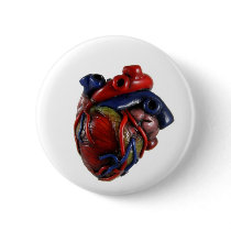 Anatomical Heart