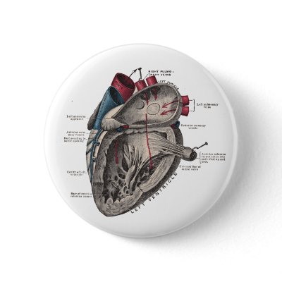 Anatomical Heart Diagram Pins by LadyLovelace