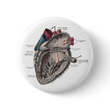 Anatomical Heart Diagram buttons