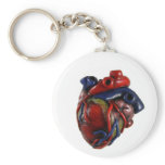 Anatomical Heart