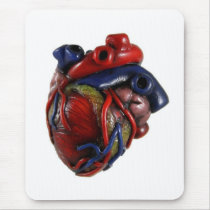 Anatomical Heart
