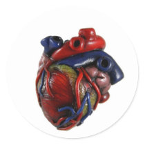 Anatomical Heart