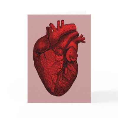 Anatomical Human Heart Cards by pounddesigns