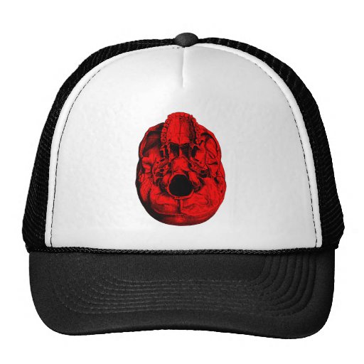 Anatomical Human Skull Base Red Hat