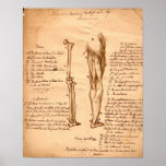 Anatomical Sketch Poster