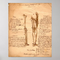 Anatomical Sketch Poster