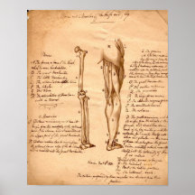 Anatomical Sketch Poster