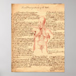 Anatomical Sketch posters