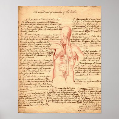 Anatomical Sketch Poster by Dividenda