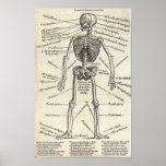 Anatomy Engraving posters