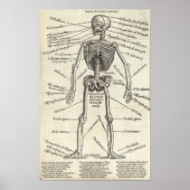 Anatomy Engraving Print
