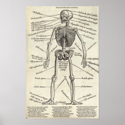 Anatomy Engraving Print by Dividenda