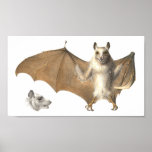 Anatomy of a Fruit Bat - Antique Engraving posters