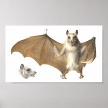 Anatomy of a Fruit Bat - Antique Engraving Poster