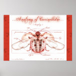 Anatomy of a Ladybug (Coccinellidae) Poster posters