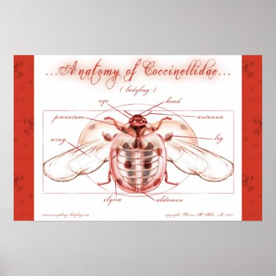 Anatomy of a Ladybug (Coccinellidae) Poster by ladybugland
