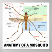 Anatomy Of A Mosquito (Entomology) Posters