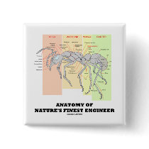 Anatomy Of Nature's Finest Engineer (Entomology)
