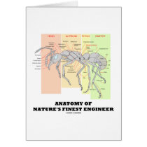 Anatomy Of Nature's Finest Engineer (Entomology)