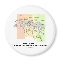 Anatomy Of Nature's Finest Engineer (Entomology)