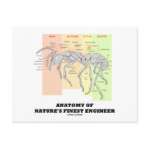 Anatomy Of Nature's Finest Engineer (Entomology)