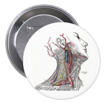 Anatomy of the Neck Button
