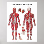 Anatomy Poster posters
