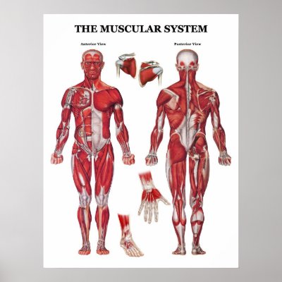 Anatomy Poster by looktravision