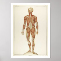 Anatomy Posterior Poster