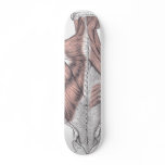 Anatomy skateboards