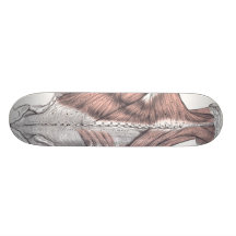 Anatomy Skateboard