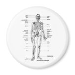 ANATOMY SKELETON T-SHIRTS AND GIFTS FRIDGE MAGNETS